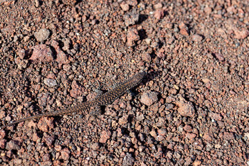 Close up of the filfola lizard or Maltese wall lizard