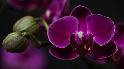Close-up branch of a dark purple blooming orchid on a black background.Phalaenopsis home flowers,garden.Concept for a beautiful banner,card,gift.Copy space,place for text.