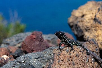Close up of the filfola lizard or Maltese wall lizard