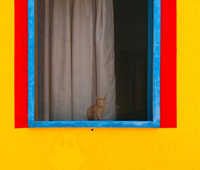 Cat sitting behind window of a colorful house