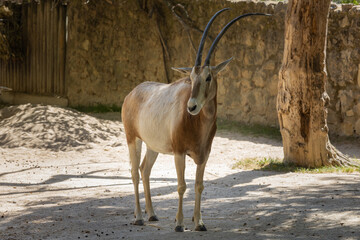 Scimitar-Horned Oryx (Oryx dammah) in Lisbon zoo