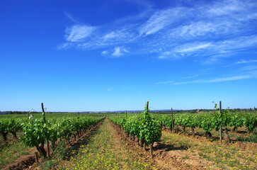 Fototapeta na wymiar rows of vineyards in south of Portugal, alentejo region