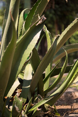 Obraz premium Maguey