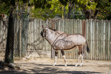 A Gemsbok (Oryx) in Lisbon zoo