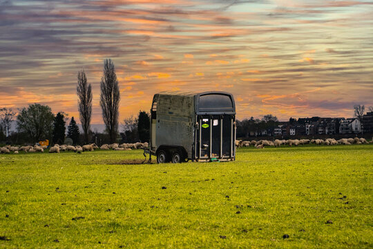Abandoned bus in the middle of a field surrounded by sheep