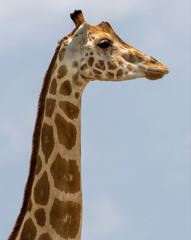 Obraz premium portrait of a giraffe