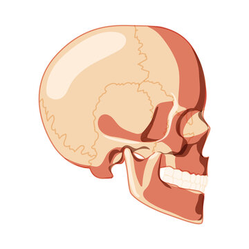Skull Skeleton Human head side lateral view with teeth row. Human head model. Set of chump realistic 3D flat natural color concept. Vector illustration of anatomy isolated on white background