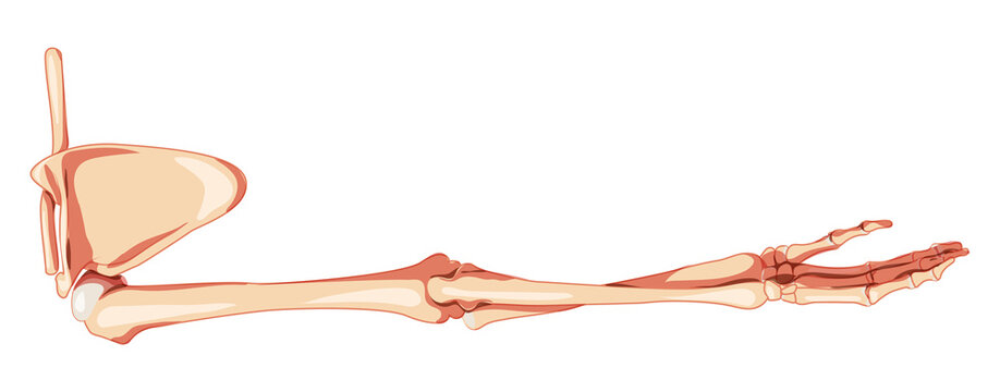 Upper limb Arm with Shoulder girdle Skeleton Human back Posterior dorsal view. Set of Anatomically correct hands, clavicle, scapula realistic flat natural color concept Vector illustration isolated