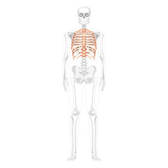 Rib cage Skeleton Human front view ventral, lateral, and dorsal with partly transparent skeleton position. Set of realistic flat natural color concept Vector illustration of anatomy isolated on white