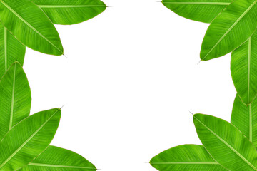 Fototapeta premium banana leaves on a white background