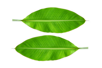 Fototapeta premium banana leaves on a white background