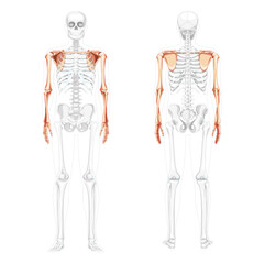 Skeleton upper limb Arms with Shoulder girdle Human front back view with partly transparent bones position. Set of hands, clavicle, scapula realistic flat concept Vector illustration anatomy isolated