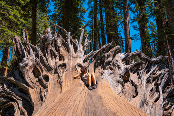 A woman in giant roots of a fallen tree in Sequoia National Park, California. United States