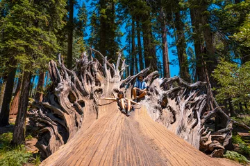 Fototapete A couple in giant roots of a fallen tree in Sequoia National Park, California. United States © unai