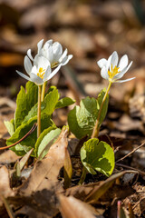 Bloodroot