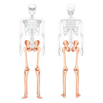 Skeleton Lower limbs Human Pelvis with legs, Thighs Feet, ankles front back view with partly transparent body. Anatomically correct 3D flat concept Vector illustration of isolated on white background
