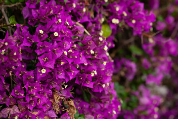 Fototapeta premium Blossoming purple flowers of bougainvillea in garden