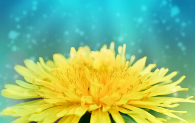 Obraz premium yellow dandelion flower closeup