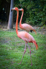 Grater Flamingo (Phoenicopterus ruber) in Lisbon zoo