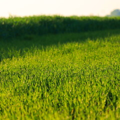 Green sprouts in the ground. Petals of grown culture. Fertile soil. Spring sowing. Agricultural...