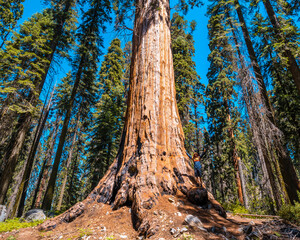 Sequoia National Park, one of the largest Sequoias in the park, California. United States