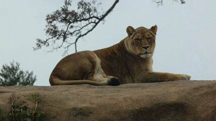 Lioness on her rock