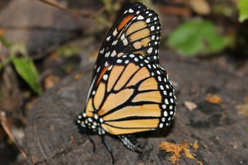 Monarch butterfly