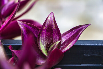 close up of flower © Oleg