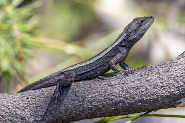 Australian Jacky Lizard  (Amphibolurus muricatus)