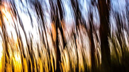 View of a forest at sunset with a motion blur