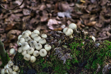 mushrooms on a tree