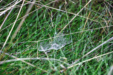 water drops on the grass