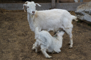 Goats and kids. Pictures I took on a goat farm.