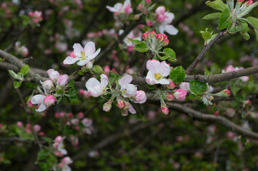Blooming fruit tree. Close-up view of apple tree blossom.