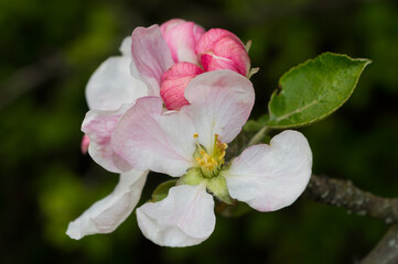 Fototapeta premium Blooming fruit tree. Close-up view of apple tree blossom.