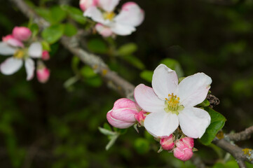 Blooming fruit tree. Close-up view of apple tree blossom.