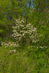 Wild cherry. A fruit tree that grows among wild vegetation.
