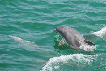 Fototapeta premium Bottlenose Dolphins swimming and feeding in the Atlantic Ocean