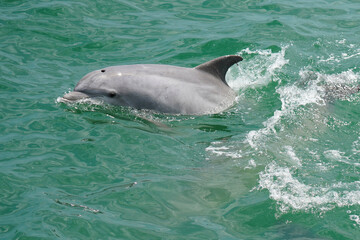 A Common Bottlenose Dolphin swimming alongside a boat off the coast of Virginia