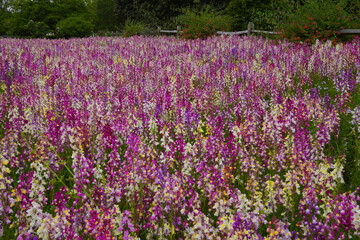A field of Spurred Snapdragons in bloom