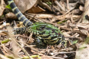 lizard on the ground