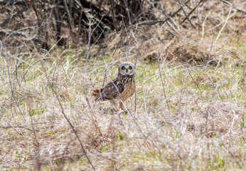 A short-eared owl perched on the ground in a grassy field. 
