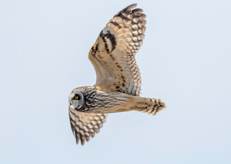 A short-eared owl flying overhead against a blue-sky background.  