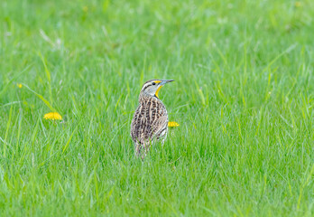 An eastern meadowlark bird sitting in the grass foraging on seeds and insects at Maumee Bay State Park in Ohio. 