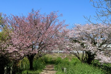 穏やかな春の日　川沿いの満開の桜を楽しむ　田舎の公園