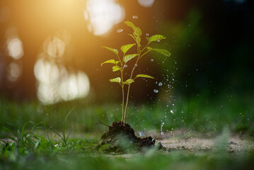 small young plant sprouts under the rain