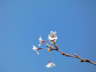 cherry blossom against blue sky
