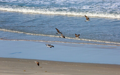 Seagulls Above the Waves in Daytona Beach