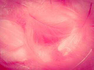 Obraz premium Beautiful abstract light pink feathers on white background, white feather frame on pink texture pattern and pink background, love theme wallpaper and valentines day, white gradient