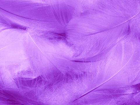 Purple Feathers Images – Browse 527 Stock Photos, Vectors, and Video